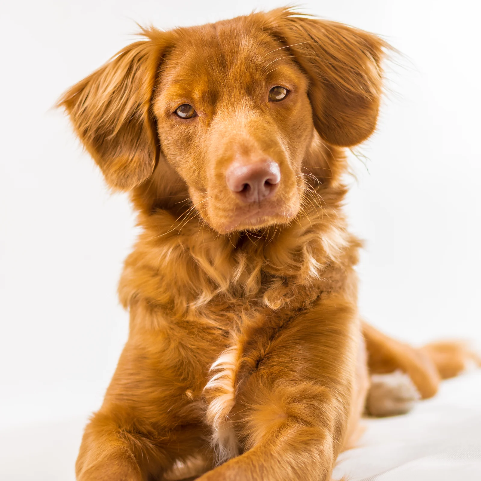 Front portrait of a Nova Scotia Duck Tolling Retriever with an orange coat