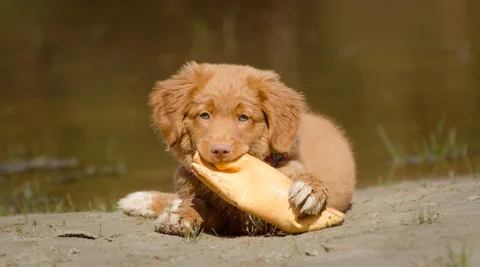 Nova Scotia Duck Tolling Retriever puppy holding a yellow toy between its paws on a sandy shore