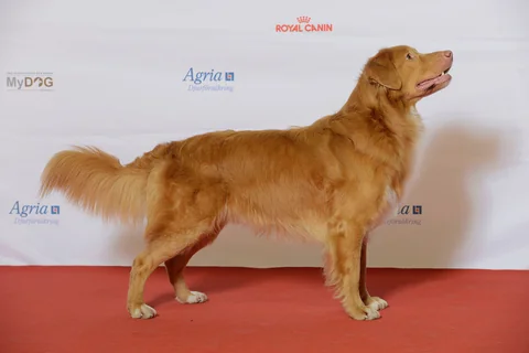 Nova Scotia Duck Tolling Retriever standing in full side view on a red floor