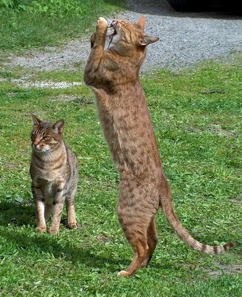 Ocicat richtet sich auf den Hinterbeinen auf und greift nach einem Faden