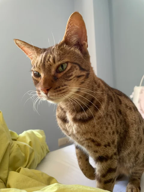 Ocicat im Porträt