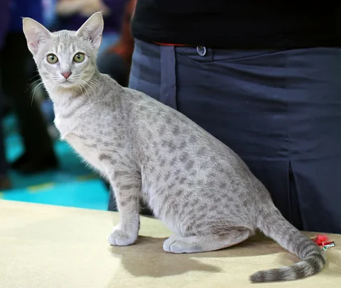 Ocicat-Kitten Liina sitzt auf einem Ausstellungstisch und blickt zur Kamera