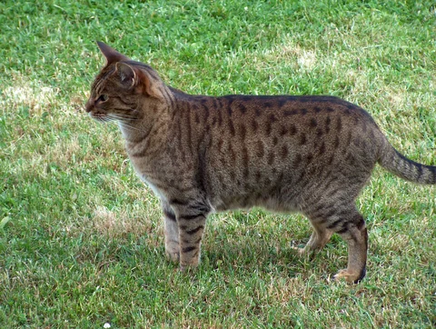 Ocicat-Kater steht seitlich im Gras