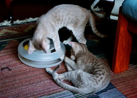 Zwei junge Orientalisch-Kurzhaar-Katzen spielen mit einer Ballbahn auf einem Teppich