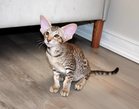 Schokoladenfarben getupftes Orientalisch-Kurzhaar-Kitten sitzt auf einem Holzboden