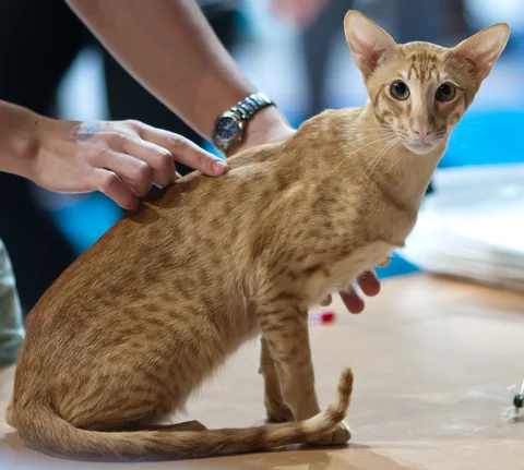 Roter Orientalisch-Kurzhaar-Kater Omar sitzt seitlich auf einem Ausstellungstisch