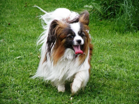 Papillon läuft mit angehobenen Vorderpfoten über eine Wiese