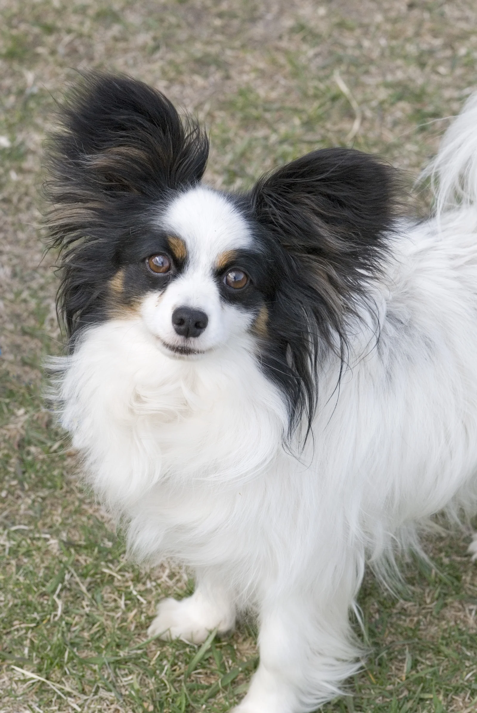Papillon mit aufrechten, lang behaarten Ohren im Porträt
