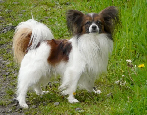 Dreifarbiger Papillon steht mit seitlich sichtbarem Körper auf einem Weg