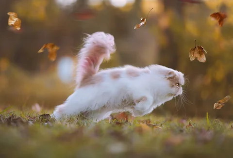 Weiße Perserkatze läuft durch buntes Herbstlaub
