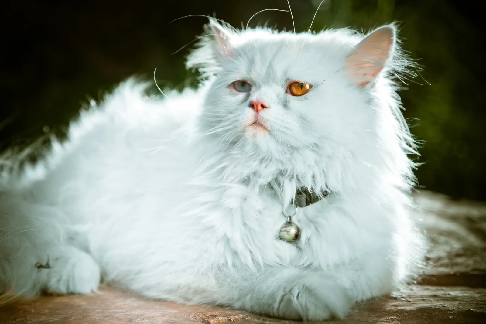 Weiße Perserkatze mit unterschiedlich gefärbten Augen von vorn