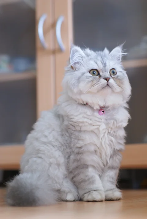 Silberfarbenes Perserkitten sitzt auf einem Holzboden