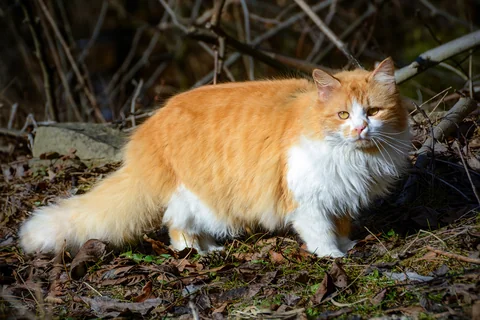 Rot-weiße Perserkatze mit langem Fell steht auf einem Waldweg