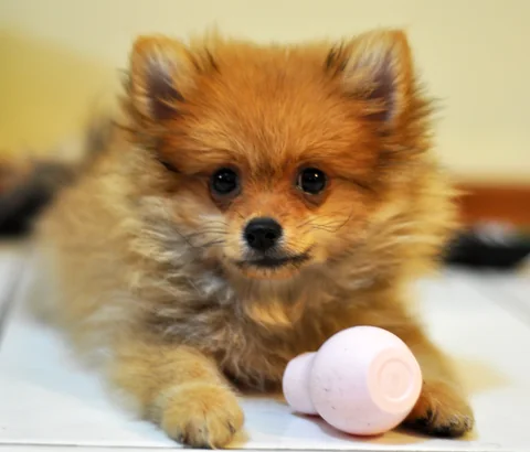 Un cucciolo di volpino di Pomerania rossiccio è sdraiato accanto a un giocattolo