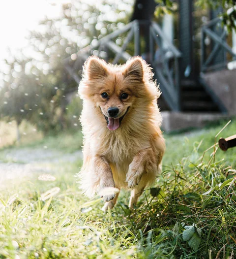 Un volpino di Pomerania chiaro corre in giardino con le zampe anteriori sollevate