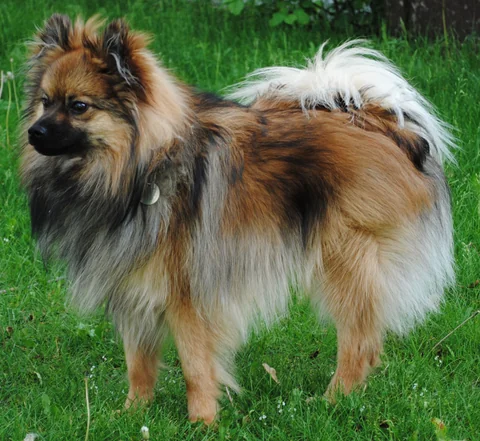 Un volpino di Pomerania marrone è in piedi di lato sull’erba