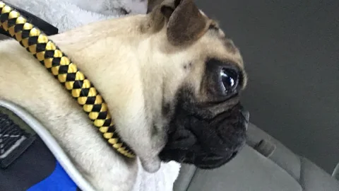 Mops im Freien