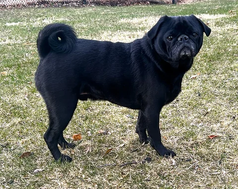 Un carlino negro está de perfil sobre el césped y mira a la cámara