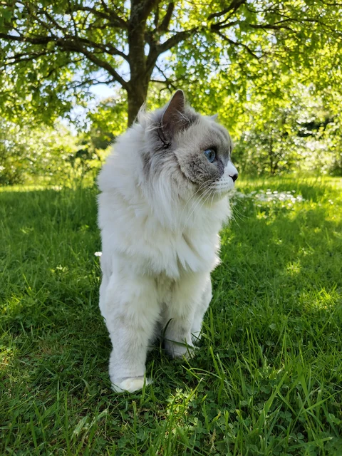 Blaupunkt-Ragdoll steht mit langem, kräftigem Körper im Gras.