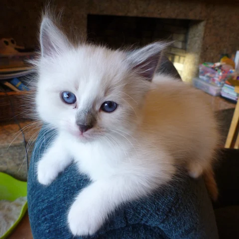 Junges Ragdoll-Kitten mit blauen Augen und dunkleren Points blickt in die Kamera.
