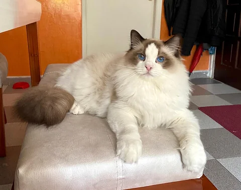 Un Ragdoll est allongé sur une chaise, le corps et la queue touffue bien visibles.