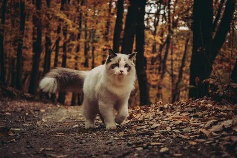 Un Ragdoll blanc et gris marche vers l’appareil photo sur un sentier forestier en automne.