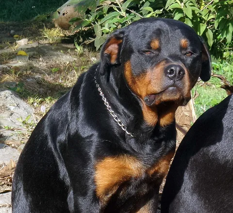 Rottweiler im Freien