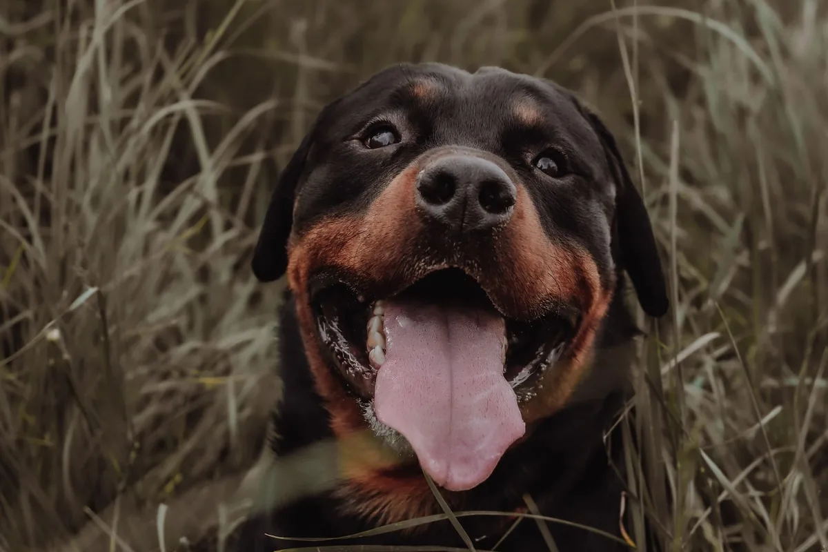 Rottweiler ao ar livre