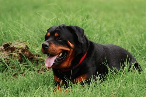 Rottweiler jovem deitado na relva, com a boca aberta