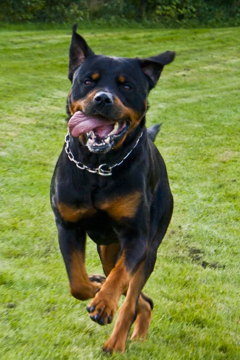 Rottweiler a correr por um prado, de boca aberta