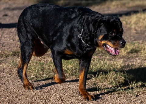 Rottweiler visto de lado num caminho no campo