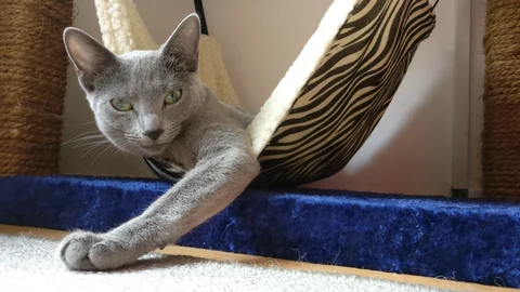Russian Blue cat Vanessa resting in a hammock with one front paw extended