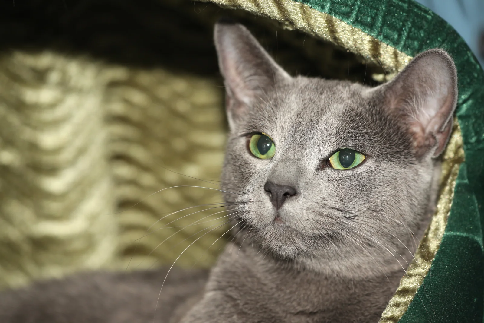 Adult Russian Blue cat with a clear view of its face