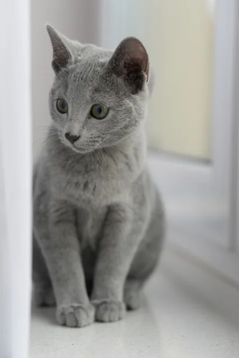Four-month-old Russian Blue kitten standing by a window