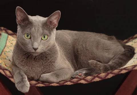 Russian Blue cat Sacha lying in a hammock with its body seen from the side