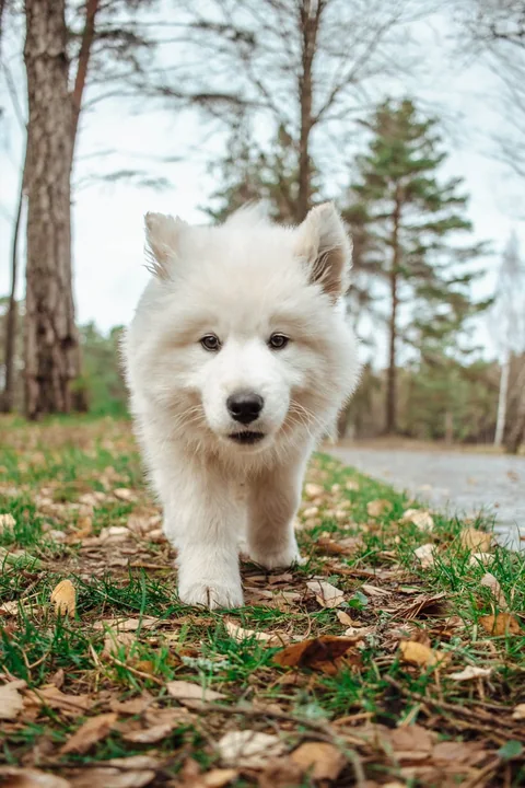 Un cachorro blanco de Samoyedo camina hacia la cámara por un sendero del bosque