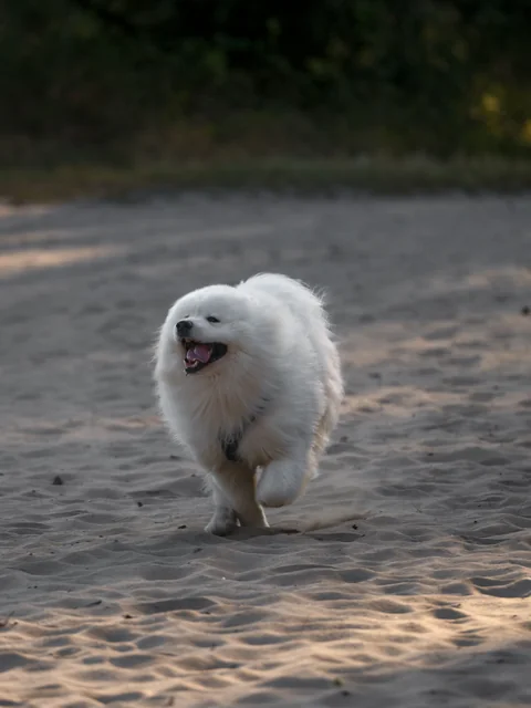 Un Samoyedo blanco corre por la arena hacia la cámara con una pata delantera levantada