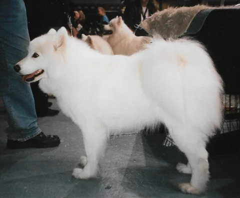 Un Samoyedo blanco aparece de perfil en una exposición canina