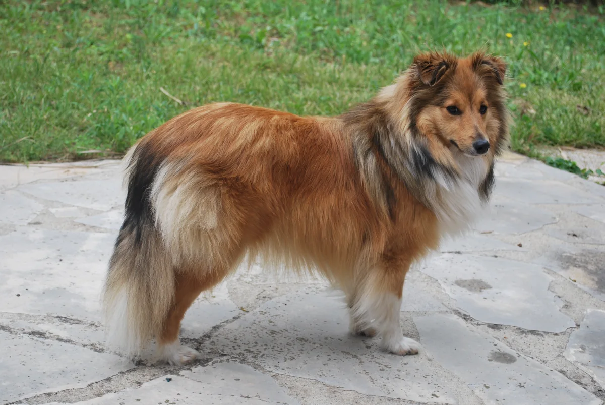 Shetland Sheepdog with a long coat, shown in profile