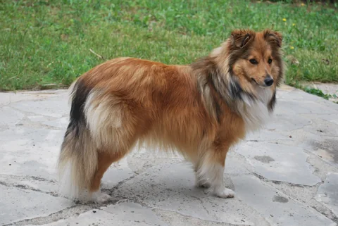Shetland Sheepdog mit langem Fell im Seitenprofil