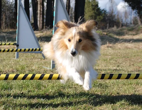 Berger des Shetland franchissant un petit obstacle lors d’un entraînement d’agility