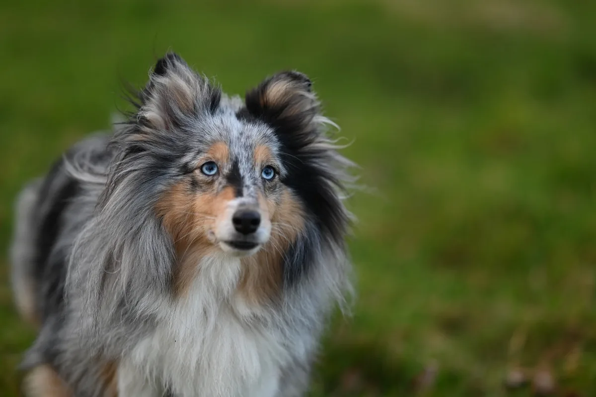 Berger des Shetland bleu merle regardant l’objectif, les oreilles dressées