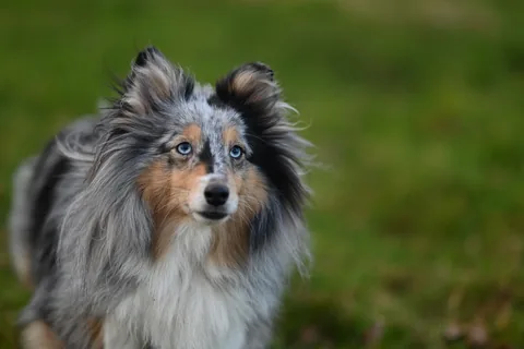 Blue merle Shetland Sheepdog looking towards the camera with ears raised