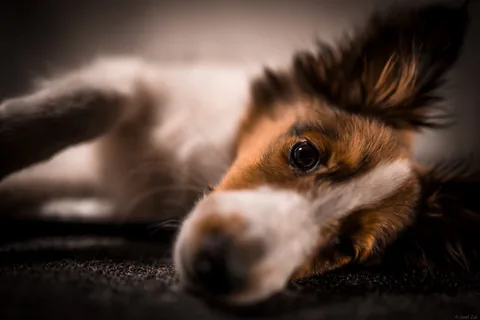 Chiot Berger des Shetland allongé sur une couverture foncée et regardant l’objectif