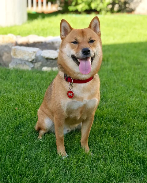 Uno Shiba Inu di due anni è seduto sull’erba e guarda verso la fotocamera