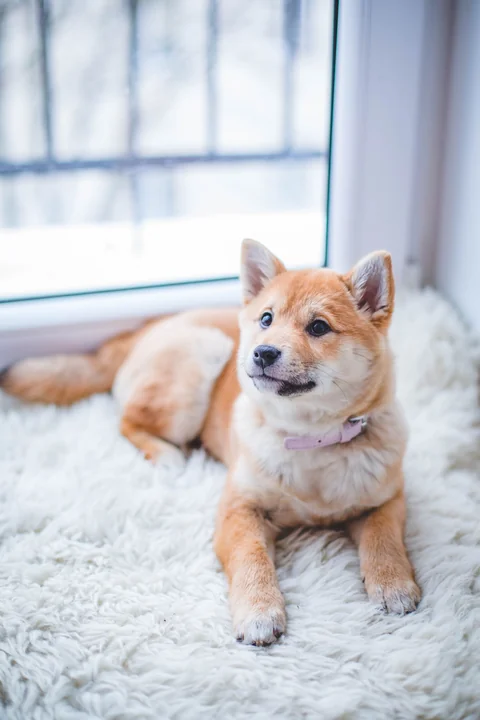 Rot-weißer Shiba-Inu-Welpe liegt auf einem hellen Teppich und schaut aufmerksam zur Seite