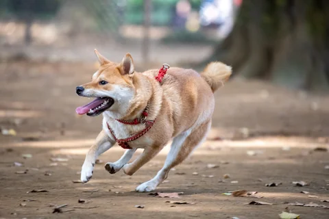 Shiba Inu running across grass in a red harness