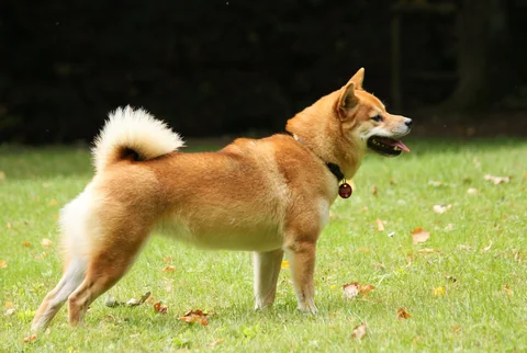 Shiba Inu Kazumi standing side-on on grass with curled tail and all four paws visible
