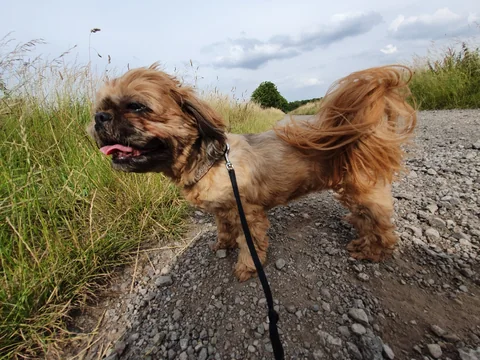 Shih Tzu im Freien