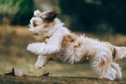 Uno Shih Tzu bianco e fulvo balza sull’erba.